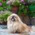 13 Dog Breeds That Struggle in Hot Weather
