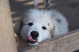 4 Best Supplements for Great Pyrenees Puppies (+1 to Avoid)