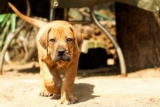 4 Best Supplements for Mastiff Puppies (+1 to Avoid)