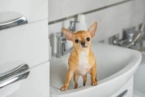 5 Best Deshedding Shampoos for Dogs
