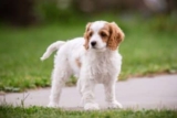5 Best Products to Repair Grass from Dog Urine Spots