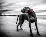 6 Best GPS Dog Collars