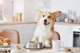 6 Best Oven Baked Dog Foods