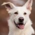 7 Best Whitening Shampoos for White Dogs