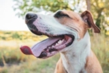 6 Best Toothbrushes for Dogs