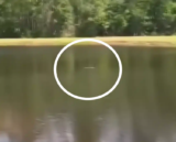 6-Foot Gator Clamps Down on Dog’s Head, But Owner Fights Gator by Hand to Save Dog