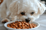 6 Functional Foods That Support Dogs with Kidney Issues