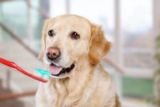7 Best Brushless Toothpastes for Dogs