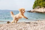 7 Best Dandelion Root Supplement for Dogs