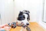 7 Best Dog Rope Toys