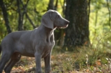 7 Best Dog Weight Loss Supplements for Weimaraners