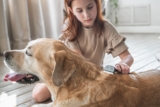 7 Best Fur Detangling Sprays for Dogs