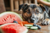 7 Cooling Foods for Dogs with Hot Spots and Skin Irritations