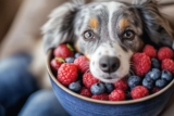 7 Natural Anti-Inflammatory Remedies for Dogs with Chronic Pain