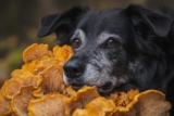 7 Reasons To Give Your Senior Dog Turkey-Tail Mushrooms