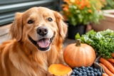 8 Best Anti-Aging Foods To Help Your Pup Live Longer