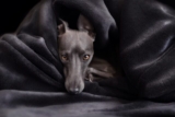 8 Best Eye Supplements for Greyhounds