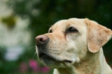 8 Best Eye Supplements for Labs