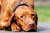 8 Best Eye Supplements for Vizslas