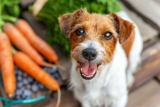 8 Superfoods That Help Support Dogs with Allergic Reactions