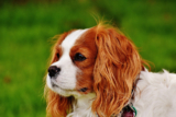 8 Sure-Fire Ways to Calm Your Cavalier’s Anxiety