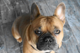 8 Sure-Fire Ways to Calm Your French Bulldog’s Anxiety