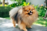 8 Sure-Fire Ways to Calm Your Pomeranian’s Anxiety