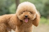 8 Sure-Fire Ways to Calm Your Poodle’s Anxiety
