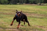 9 Agile Dog Breeds That Are Surprisingly Nimble