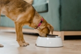 9 Best Bone Broths for Dogs (+1 to Avoid)