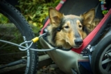 9 Best Dog Bike Baskets