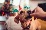 9 Best Pet-Safe Christmas Dog Treats