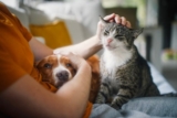 9 Best Practices When Hiring a House Sitter for Your Pets