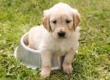 9 Best Puppy Dog Foods