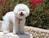 9 Best Smart Dog Feeders for Bichon Frises in 2025