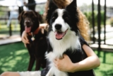 9 Best Smart Dog Feeders for Border Collies in 2025