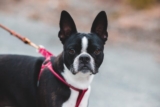 9 Best Smart Dog Feeders for Boston Terriers in 2025