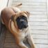 4 Best Dog Weight Loss Supplements for Mastiffs