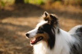 9 Best Smart Dog Feeders for Collies in 2025
