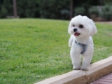 9 Best Smart Dog Feeders for Maltese in 2025