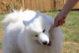 9 Best Smart Dog Feeders for Samoyeds in 2025