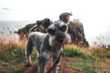 9 Best Smart Dog Feeders for Schnauzers in 2025