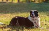 9 Best Smart Dog Feeders for St. Bernards in 2025