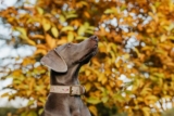 9 Best Smart Dog Feeders for Weimaraners in 2025