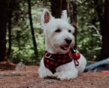 9 Best Smart Dog Feeders for Westies in 2025