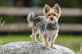 9 Compact Dog Breeds That Pack a Big Personality