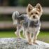 15 Eager Dog Breeds That Try Their Best