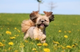9 Dog Breeds That Adjust Well To Busy Schedules