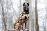 9 Dog Breeds That Would Totally Carry Your Squad In Call Of Duty