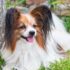 13 Eager Dog Breeds That Live To Please You